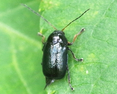 Cryptocephalus nitidus