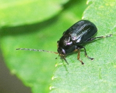 Cryptocephalus nitidus