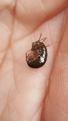 Arcitalitrus sylvaticus