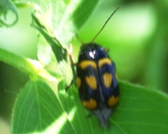 Cryptocephalus anticus