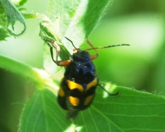 Cryptocephalus anticus