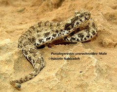 Pseudocerastes urarachnoides
