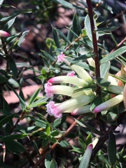 Styphelia mitchellii