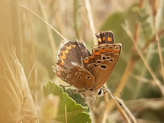 Aricia cramera