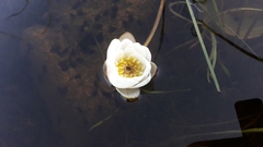 Nymphaea candida