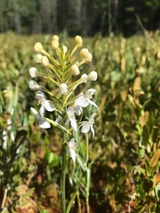 Platanthera blephariglottis blephariglottis