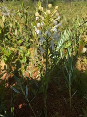 Platanthera blephariglottis blephariglottis