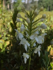 Platanthera blephariglottis blephariglottis