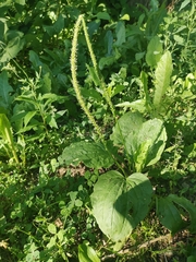 Plantago major