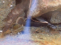 Acanthoclinus fuscus