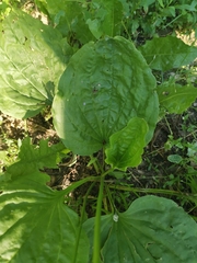 Plantago major