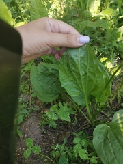 Plantago major