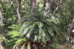 Lepidozamia hopei
