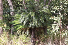 Lepidozamia hopei