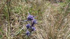 Eryngium dilatatum