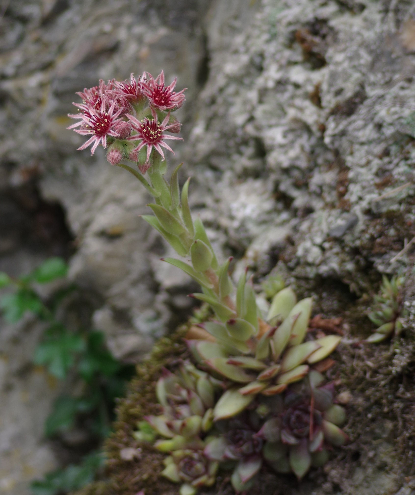 Sempervivum 'Zackenkrone' 2