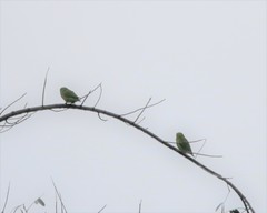 Cyclopsitta diophthalma