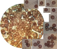 Scleroderma flavidum macrosporum