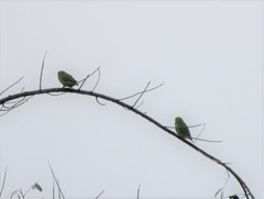 Cyclopsitta diophthalma