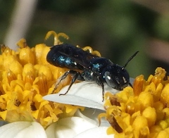 Ceratina floridana