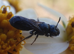 Ceratina floridana