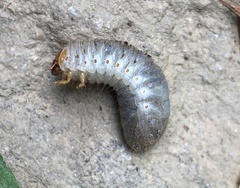 Xyloryctes jamaicensis