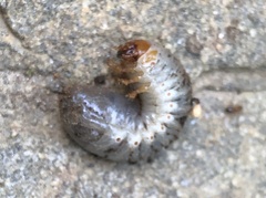 Xyloryctes jamaicensis