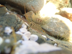 Palaemon affinis
