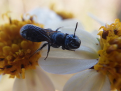 Ceratina floridana