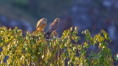 Falco tinnunculus