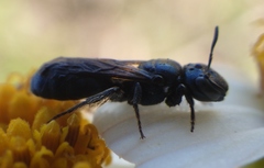 Ceratina floridana