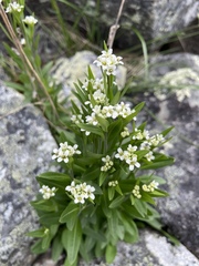 Eutrema edwardsii