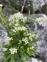 Eutrema edwardsii