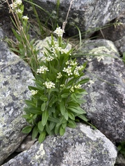 Eutrema edwardsii