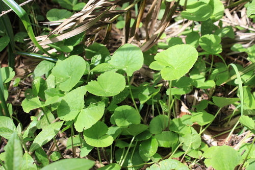 Centella image