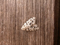 Thallarcha macilenta