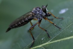 Neomochtherus pallipes