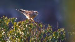 Falco tinnunculus