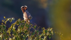 Falco tinnunculus