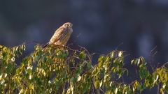 Falco tinnunculus