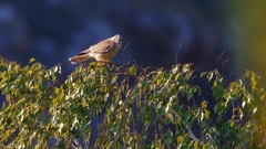 Falco tinnunculus