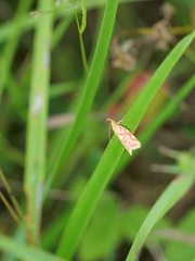 Hypercallia citrinalis