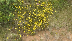 Santolina melidensis