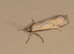 Philobota hypocausta