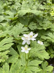 Anemonastrum baicalense