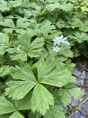 Anemonastrum baicalense