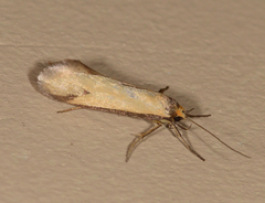 Philobota hypocausta