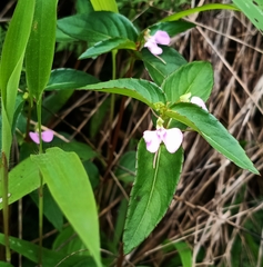 Impatiens minor