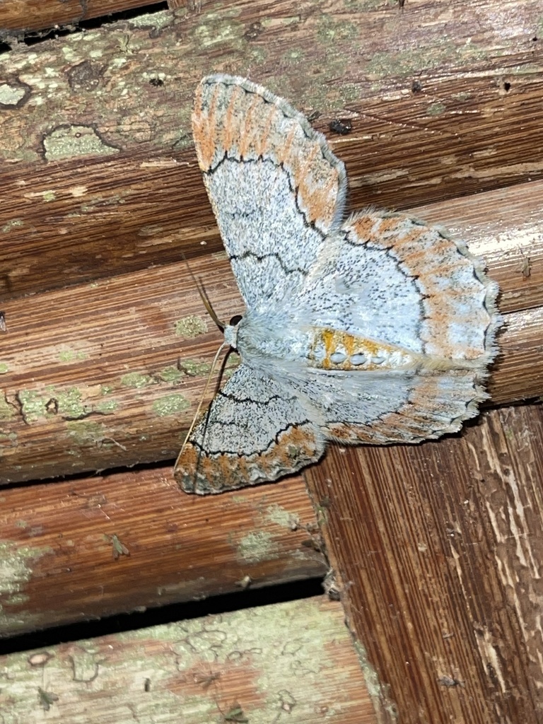 Pingasa hypoxantha