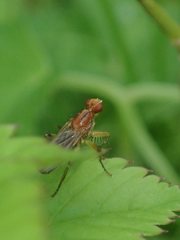Norellisoma spinimanum